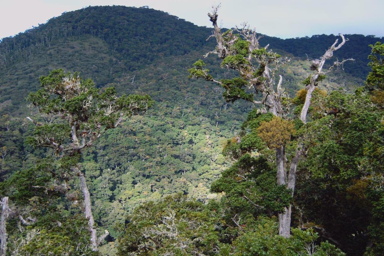Dantica Cloud Forest Lodge San Gerardo de Dota Dış mekan fotoğraf