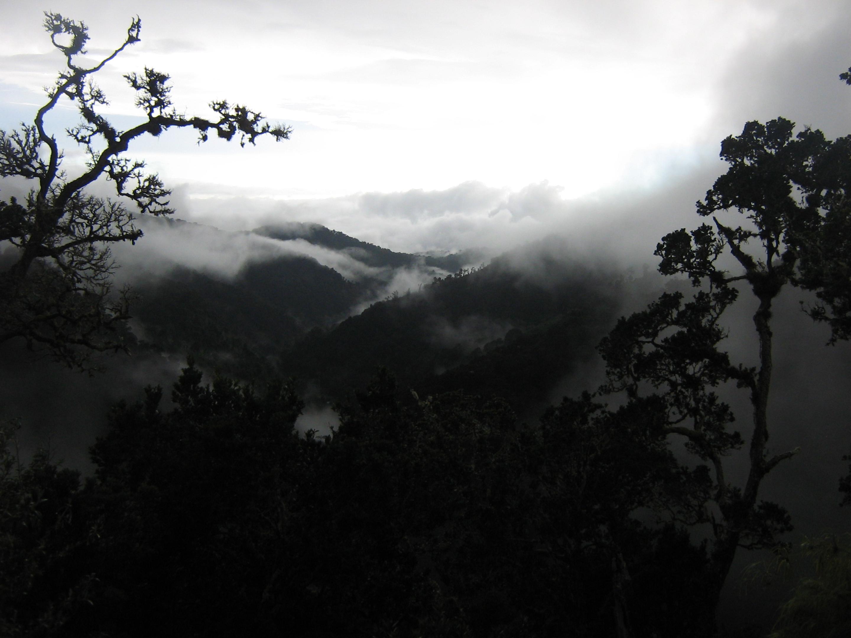Dantica Cloud Forest Lodge San Gerardo de Dota Dış mekan fotoğraf
